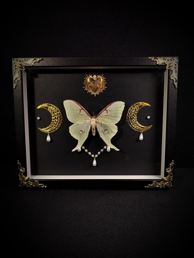 Cadre Papillon Actias Luna 