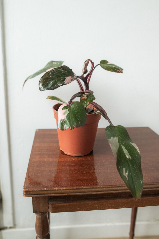 Philodendron Pink Princess 🌿