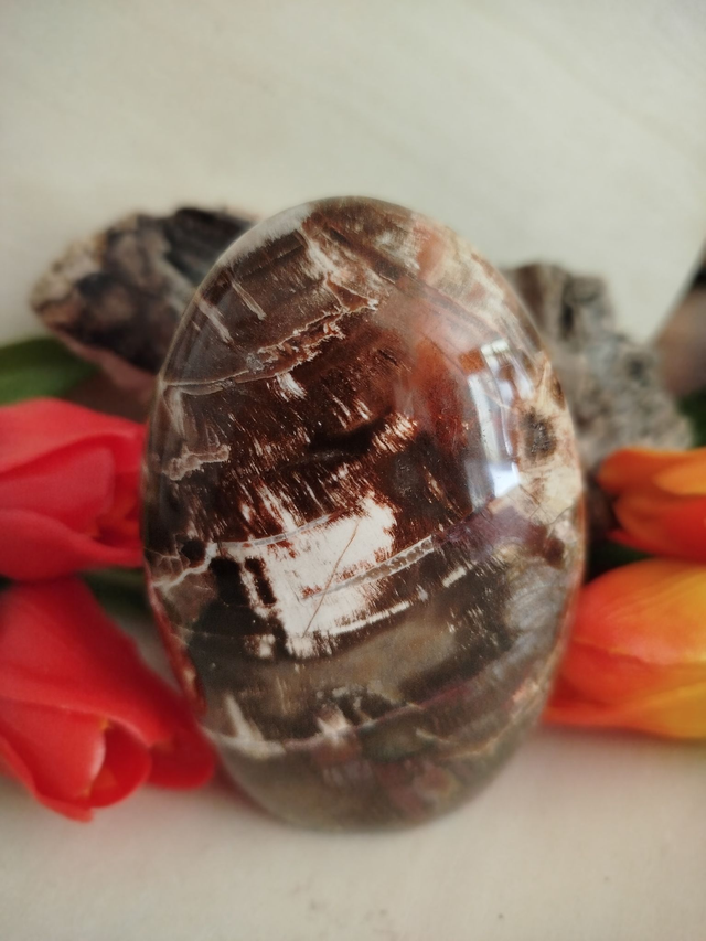 Bois Fossile . Forme libre 