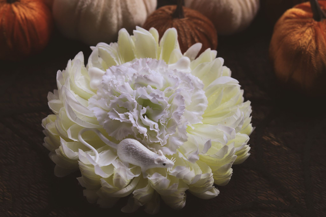 Hairflowers • L • White Plague