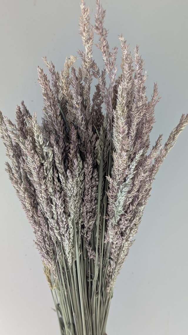 Fleurs séchées Graminée