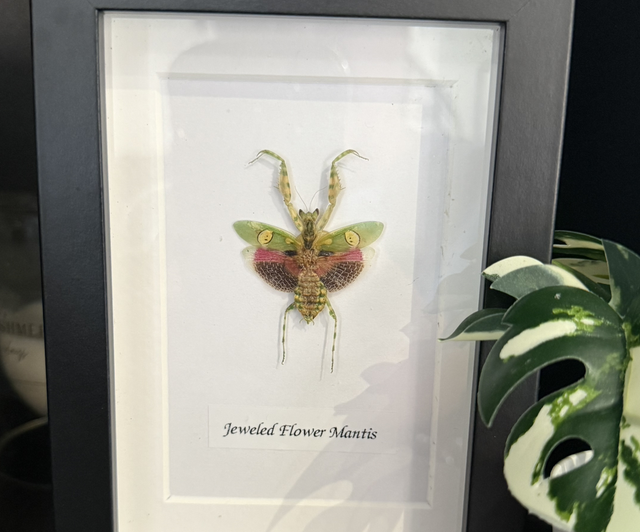 Jeweled Flower Mantis