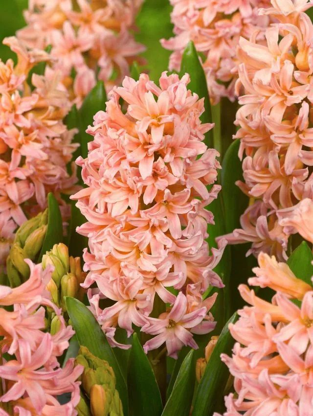 Jacinthe Gipsy Queen – Fleurs corail parfumées