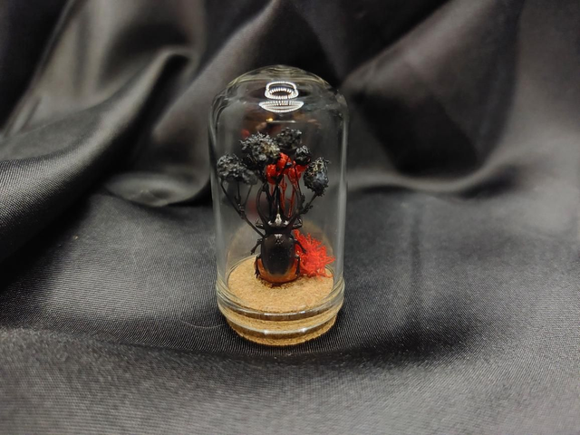 Mini-cloche scarabée noir et rouge