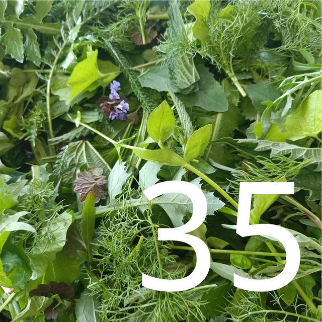 Kräuterwanderung  Gruppe bis 35 Personen