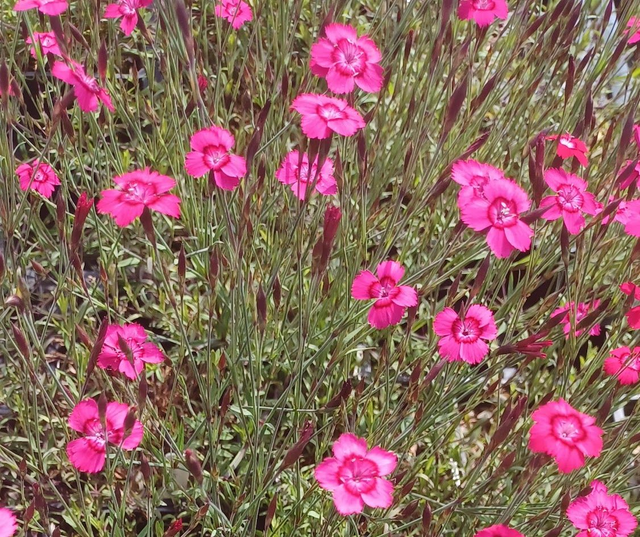 Dianthus deltoides Flashing Light