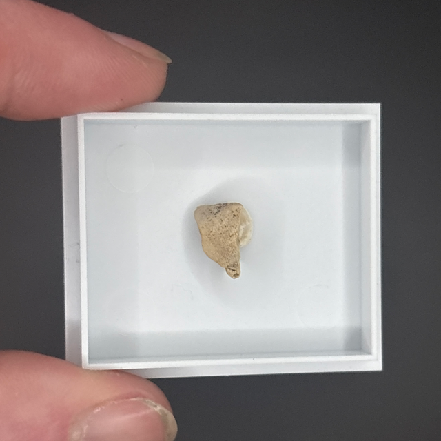 Triceratops Tooth Shard