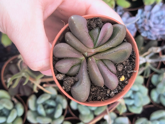Glottiphyllum pygmaeum