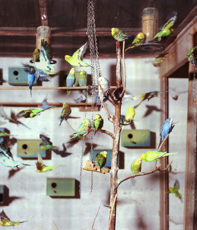 Martijn De Meuleneire