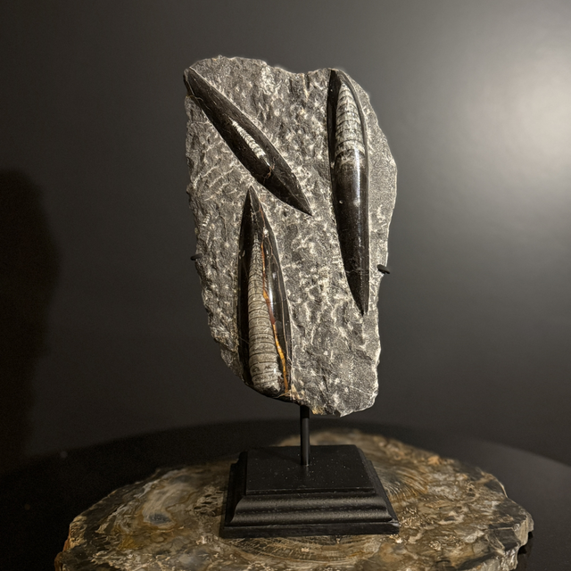 Orthocéras sur socle 001