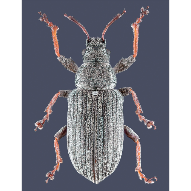 Phyllobius Pyri