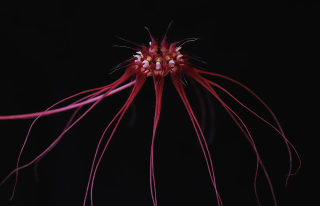 Core Release Essence