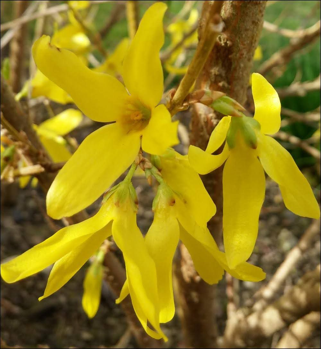 forsythia intermedia `Spectabillis` - 1lt pot