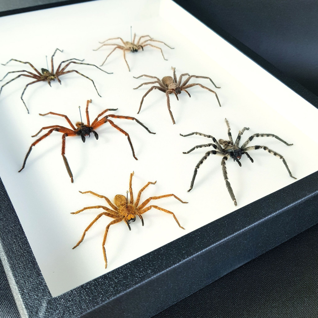 Collection d'Heteropoda sp.