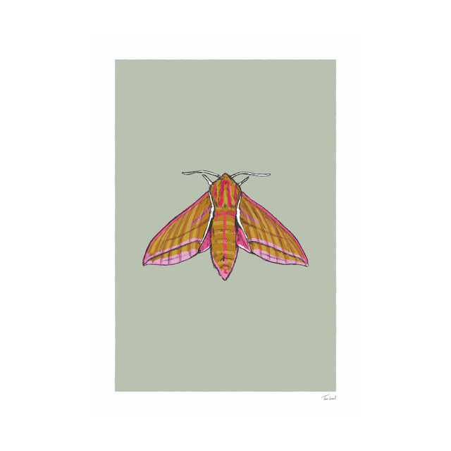 Elephant Hawk Moth