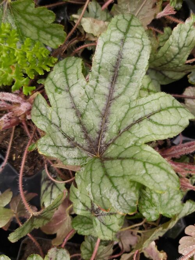 Heucherella ‘Kimono’ 1 litre 