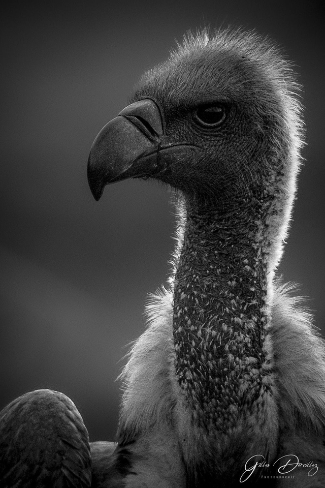 FS049 - Vautour africain