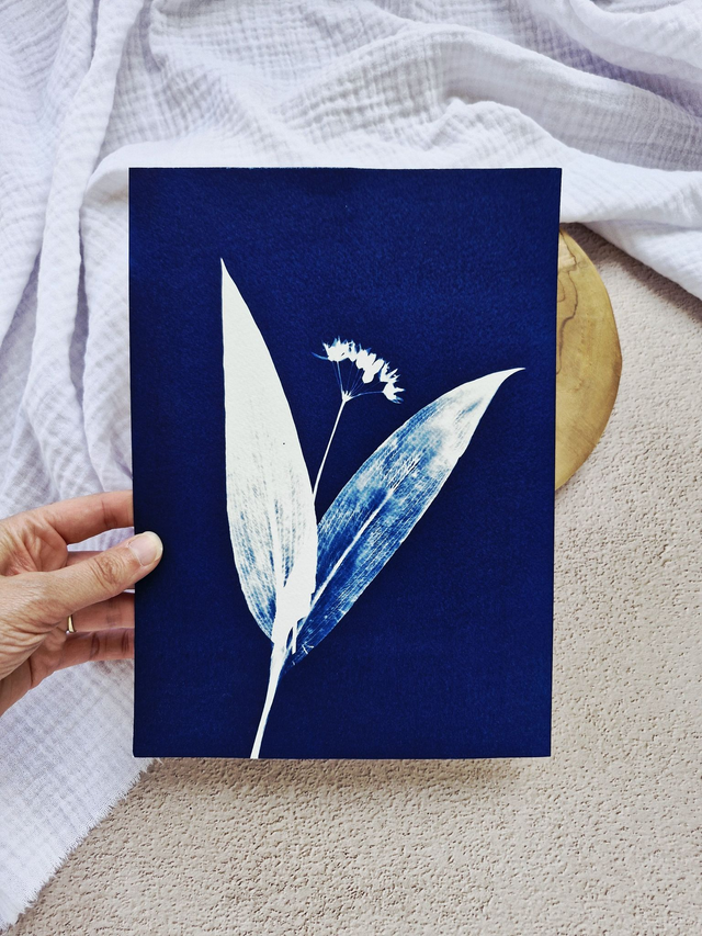 Cyanotype - Ail des ours #2