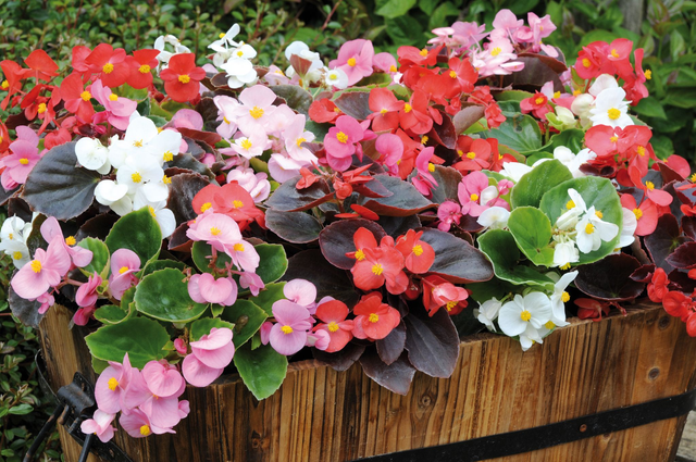 Begonia (Mixed Devils Delight) - Tray of 6