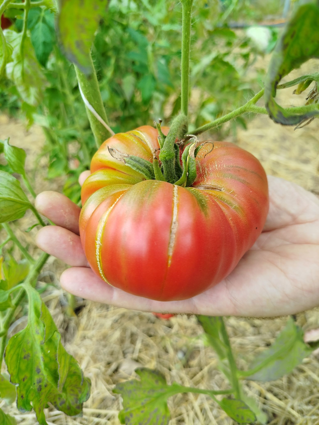 Tomate Rose d'Eauze