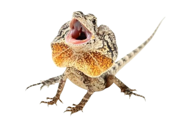 Chlamydosaurus kingii - Lézard à collerette non sexé