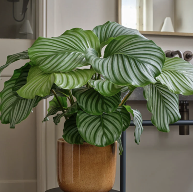 Calathea Peacock Plant (store collection only at checkout)