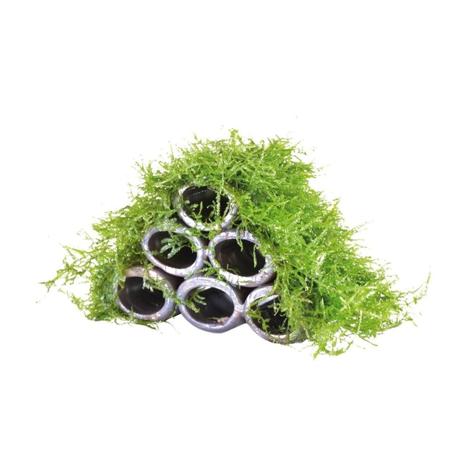 Deco Shrimp Flat Moss 8x5,5x7,5 cm 8715897099120