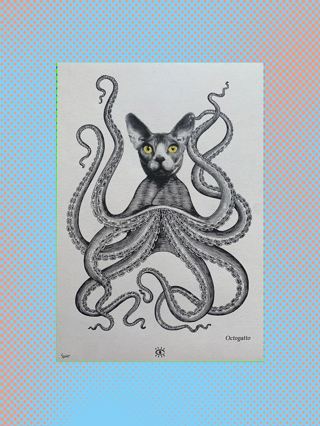 OCTOGATTO