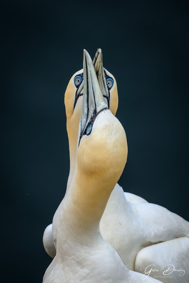 FS011 - Fou de Bassan