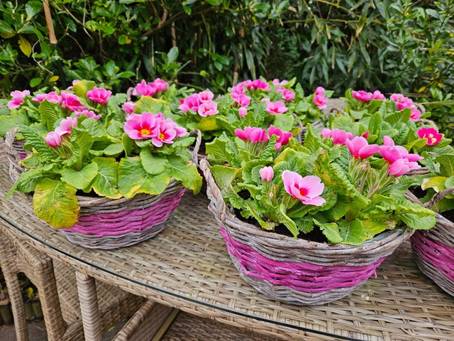 MOTHERS DAY GIFT - Indoor/Outdoor Primrose Pink Willow Basket