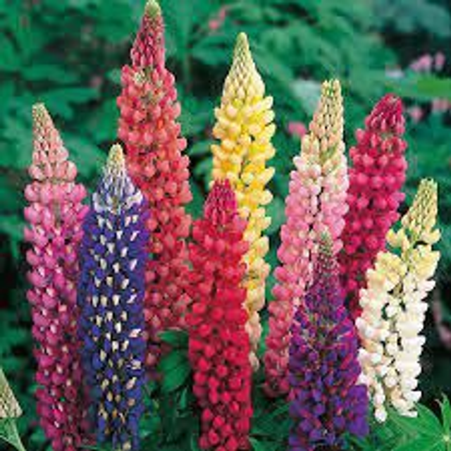Russell Lupin (Lupinus polyphyllus 'Russell Hybrid') 2L