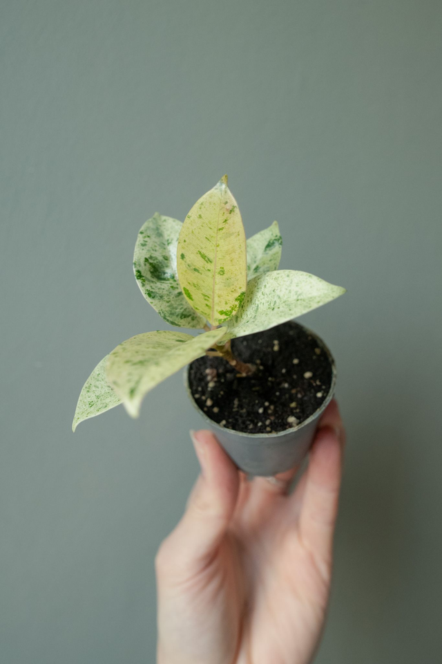 Ficus Elastica 'Schrijveriana' (mini) 🌿
