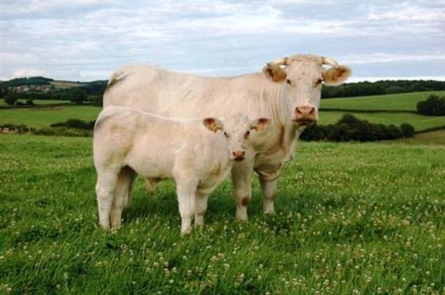 Charolais France