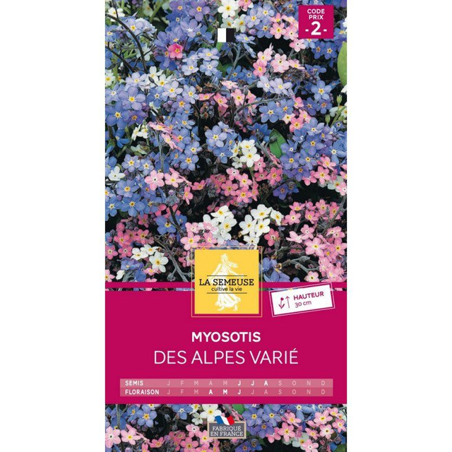 MYOSOTIS DES ALPES VARIE