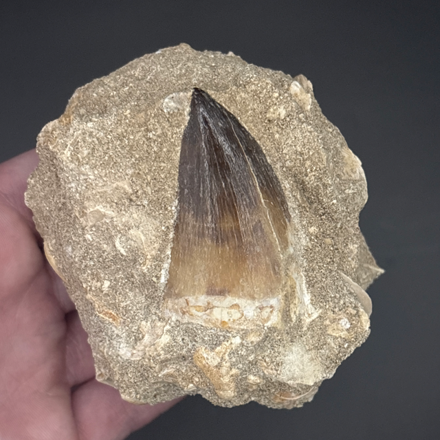 Mosasaur Tooth