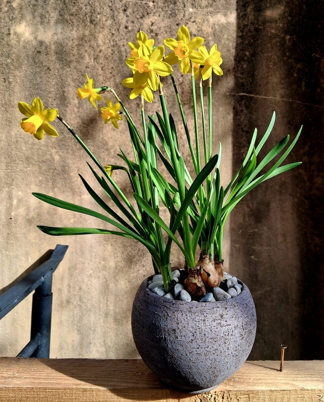 F07 . Narcissus 'Tête-à-Tête' CBPP5/13ESB