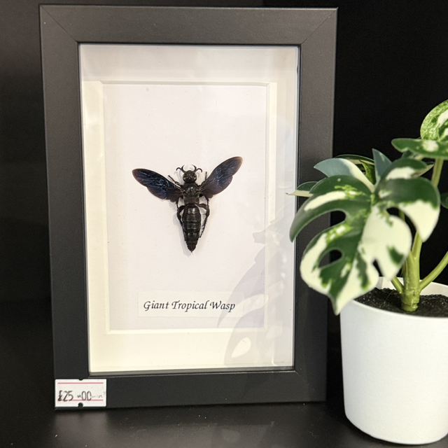 Giant Tropical Wasp