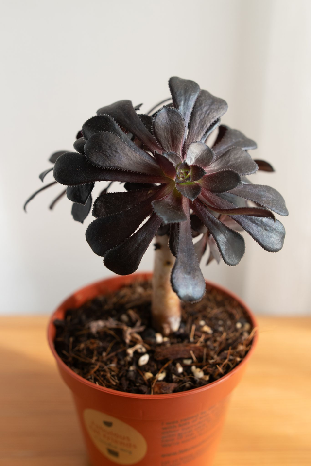 Aeonium Zwartkop 🌿