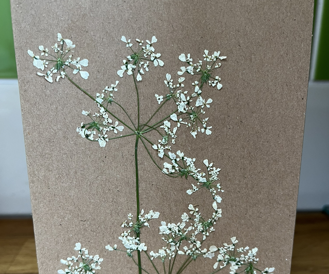 Cow parsley brown greeting card 