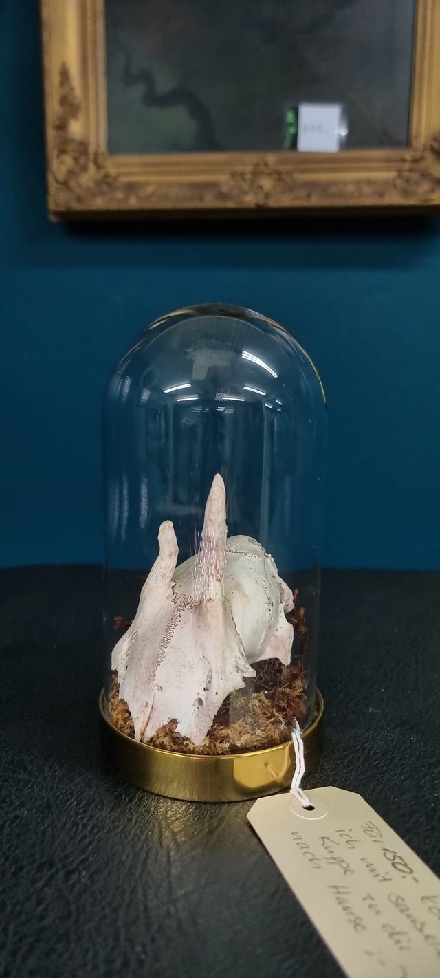 Tierschädel echt, unter Glasglocke