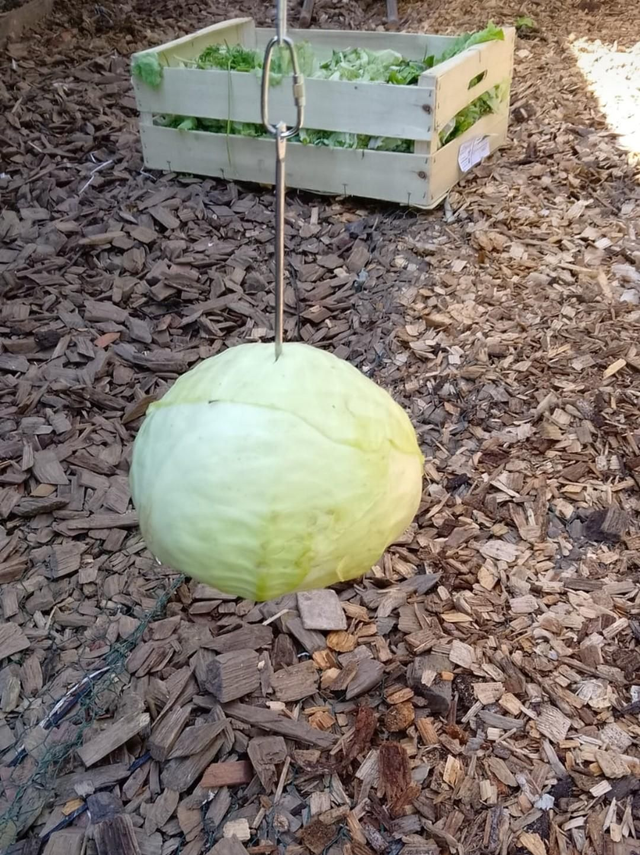 Veg Chicken Cabbage each