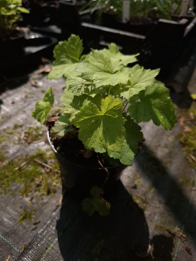 Tiarella cordifolia 