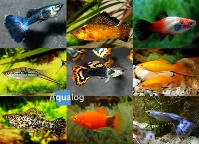 Lebendgebährende Fische