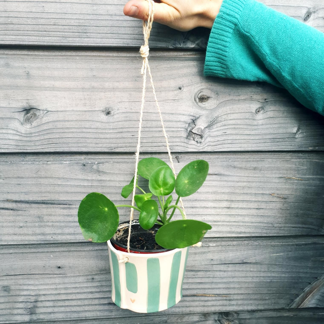 Suspension pour plante / vert