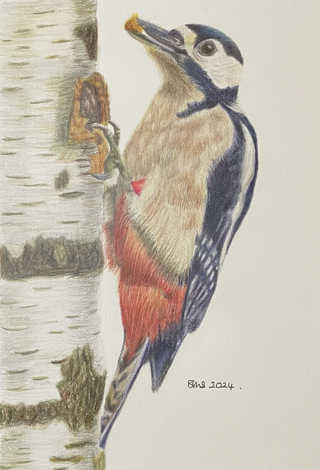 Great Spotted Woodpecker