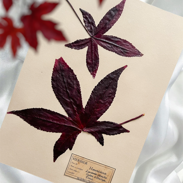 Herbier A4 - Liquidambar V1