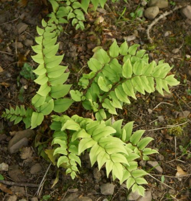 Cyrtomium fortunei- Hardy Japanese Holly Fern plug plant