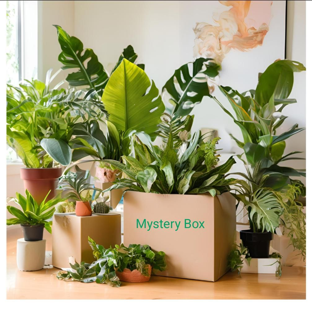 Überraschungsbox/ Mysterybox 