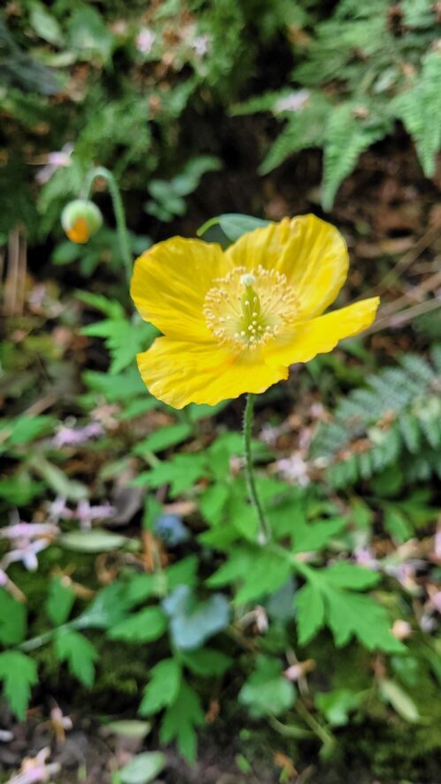 Meconopsis cambricum - Welsh Poppy 1 litre