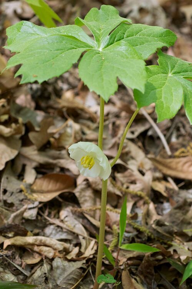 Podophyllum peltatum 1 litre 